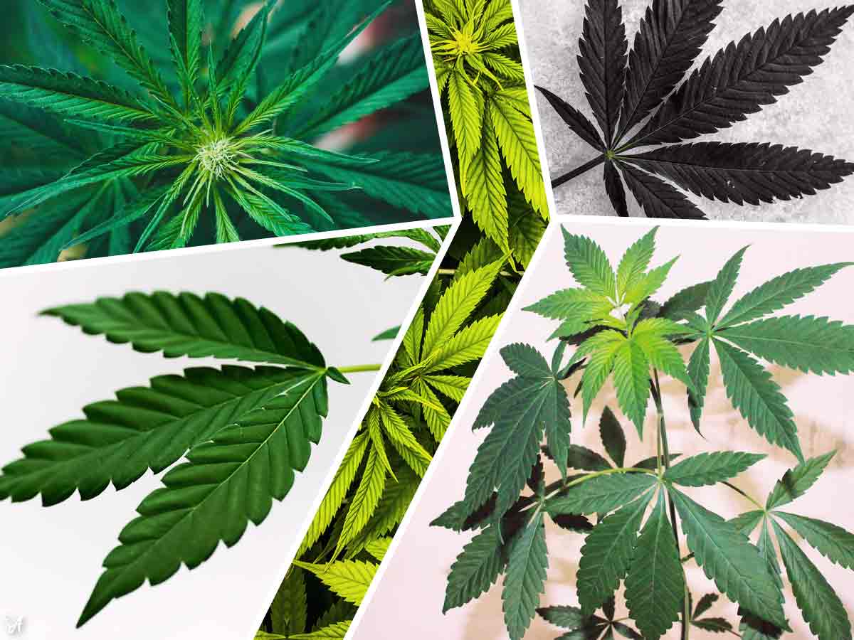 Sativa vs Indica CBD oil