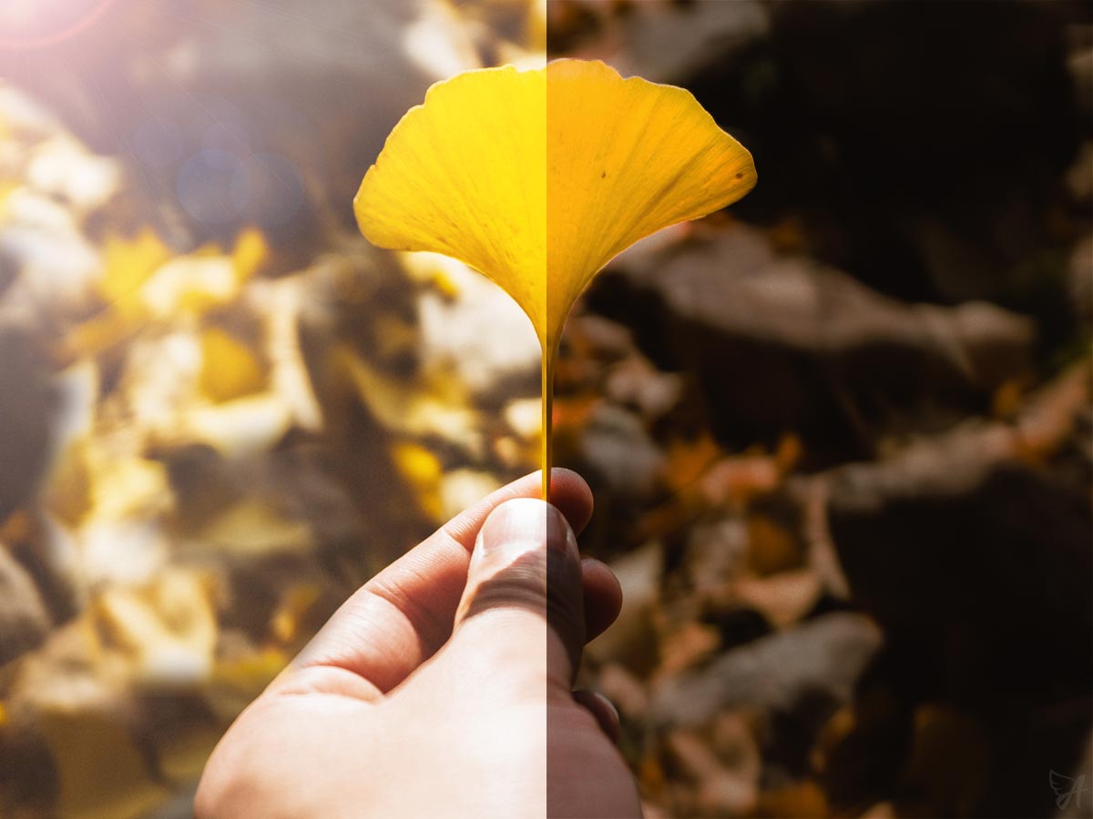 Should I take Ginkgo biloba in the morning or at night?