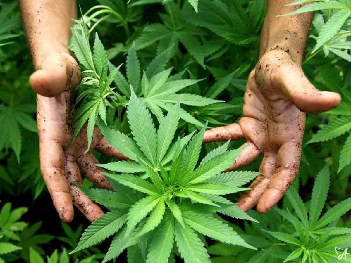 How is CBD Oil (Cannabidiol) Made?-for the Ageless