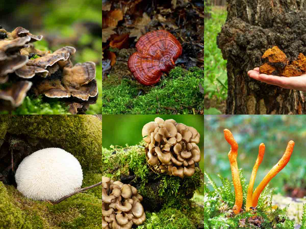 6 powerful medicinal mushrooms