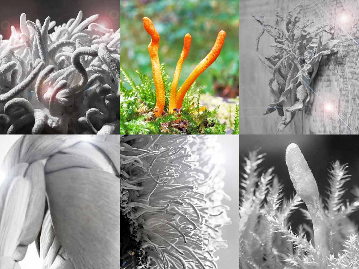 Benefits of Cordyceps mushrooms