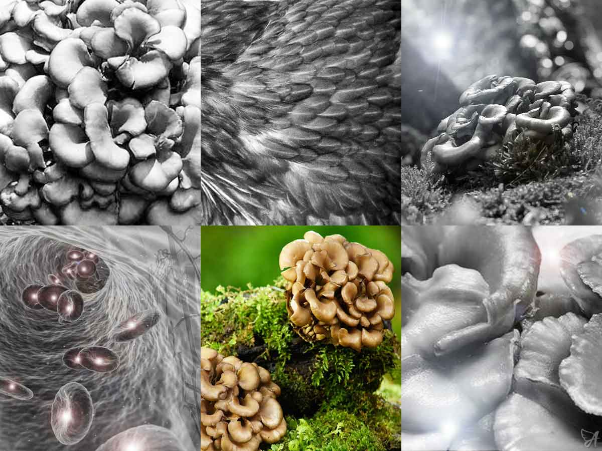 Benefits of Maitake mushroom