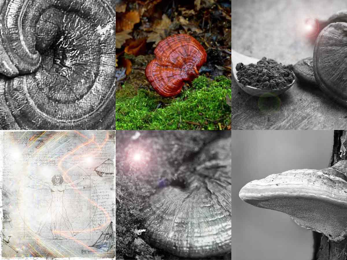 Benefits of Reishi mushroom