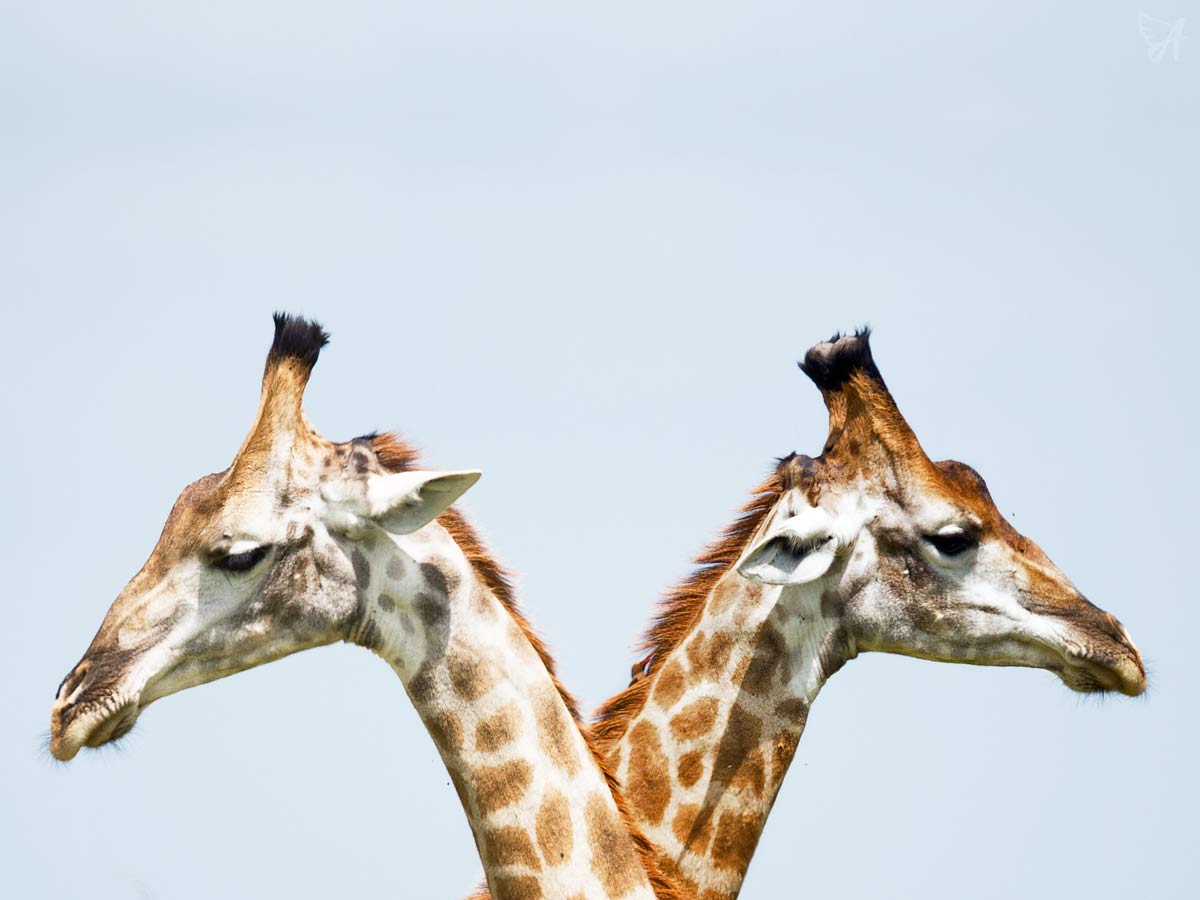 Bovine collagen vs marine collagen