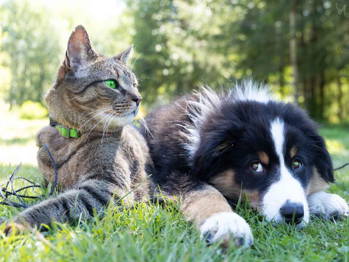 CBD for cats and dogs