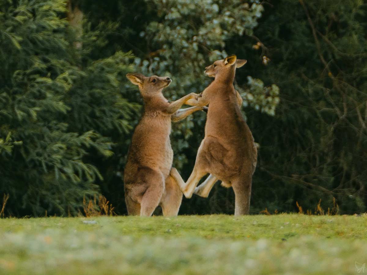 CBD oil interactions