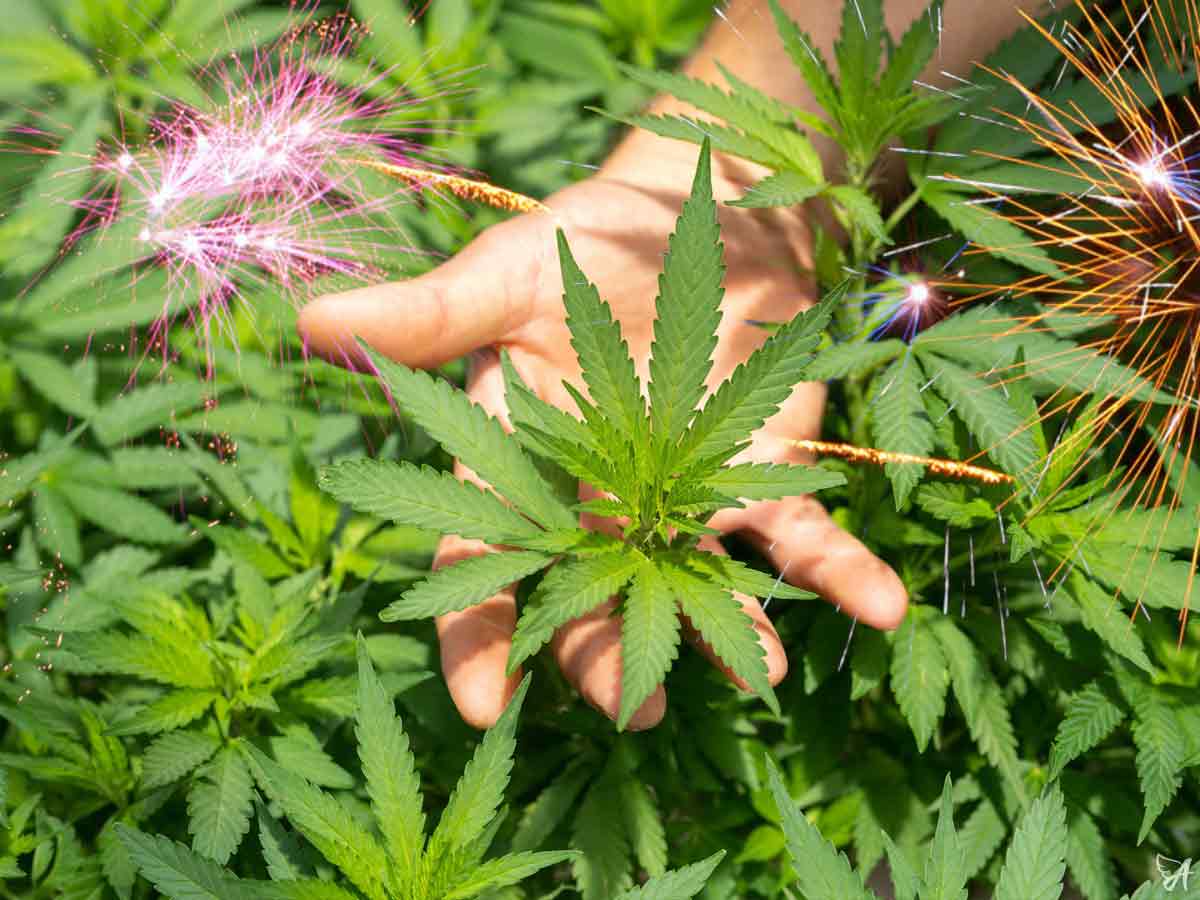 Full-spectrum CBD oil UK guide