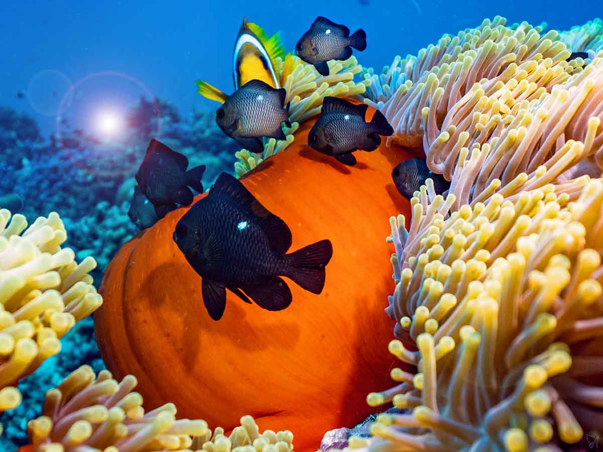 Omega 3, cod liver oil and fish oil – key differences