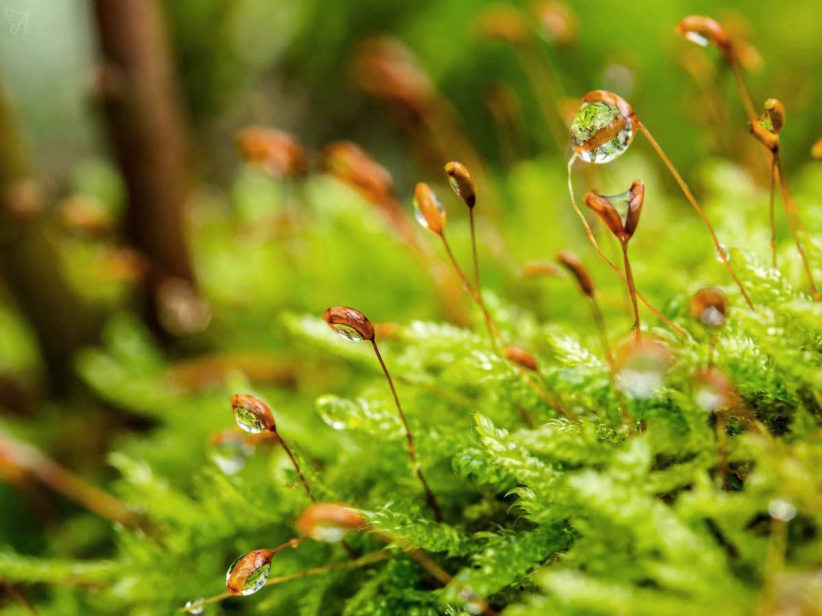 CBD capsules vs CBD oil