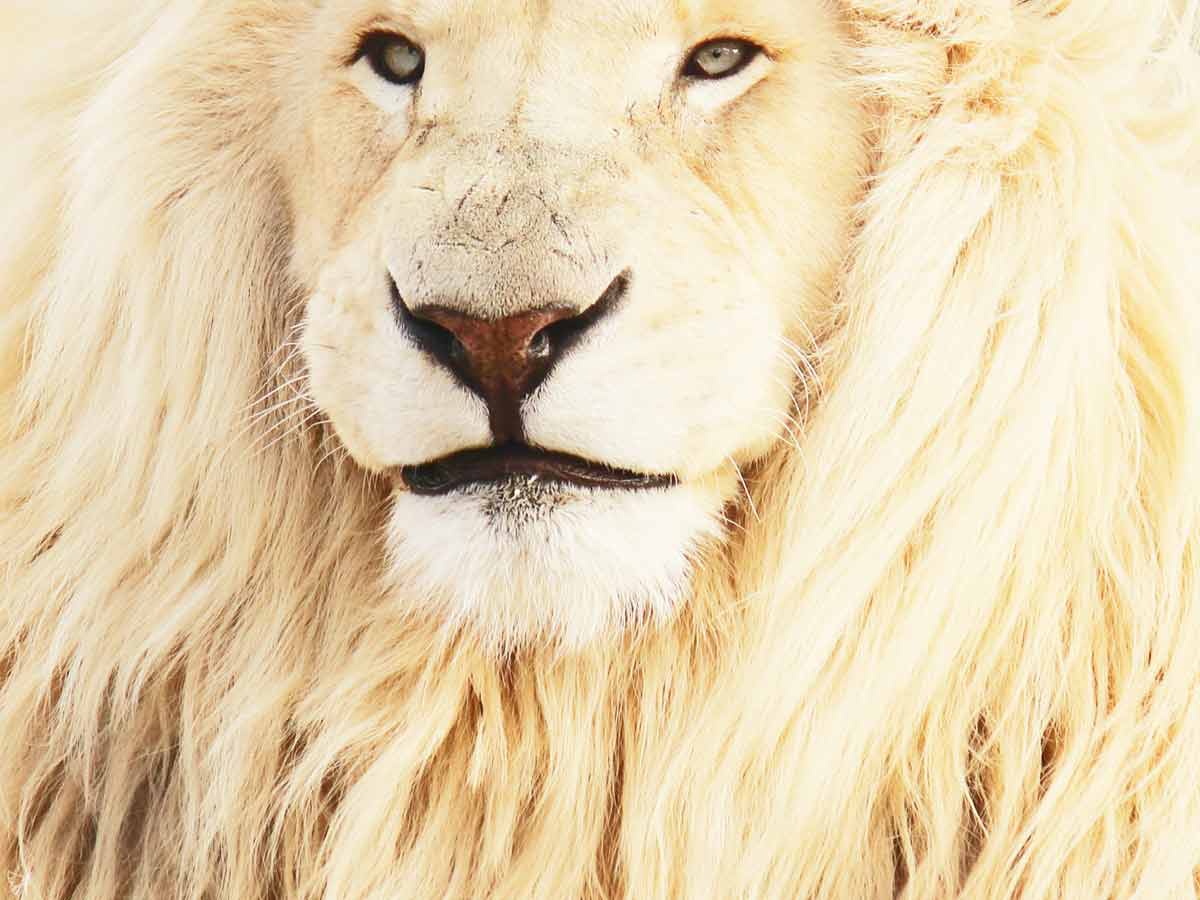 Supplementing with Lion’s Mane mushroom