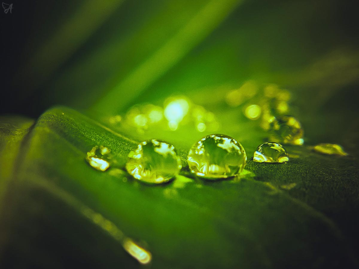 The difference between CBD tincture and CBD oil