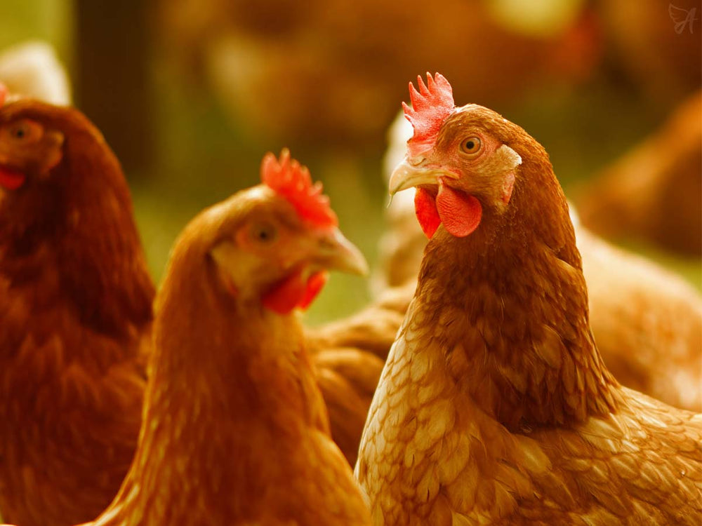 What is chicken collagen | for the Ageless