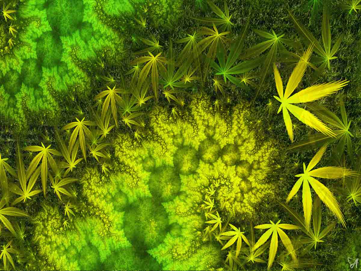 What is cold-pressed CBD?