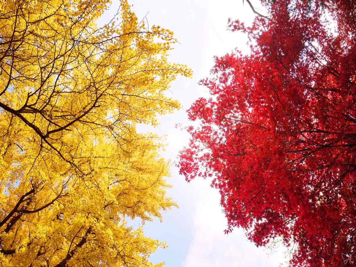 What is quercetin and why take it