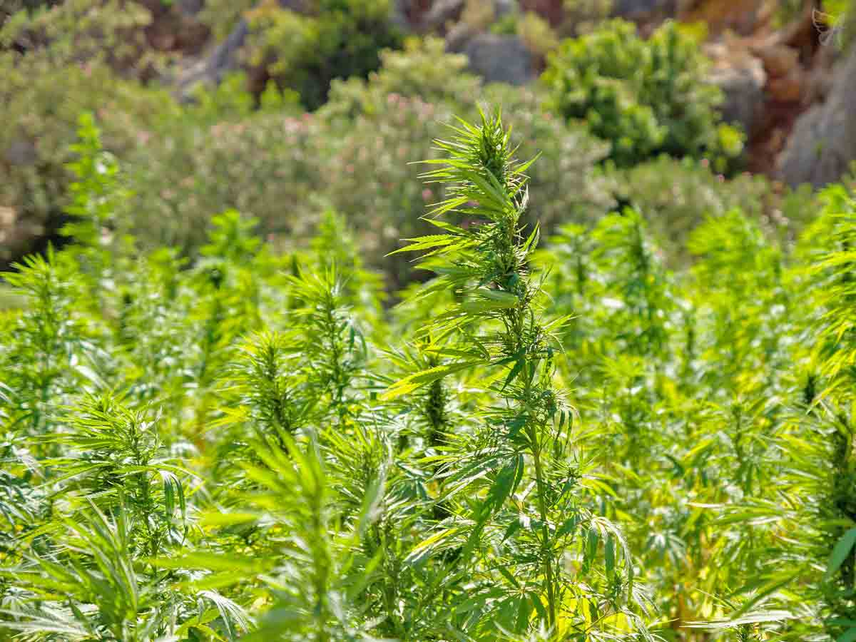 Why Choose Organic CBD Oil