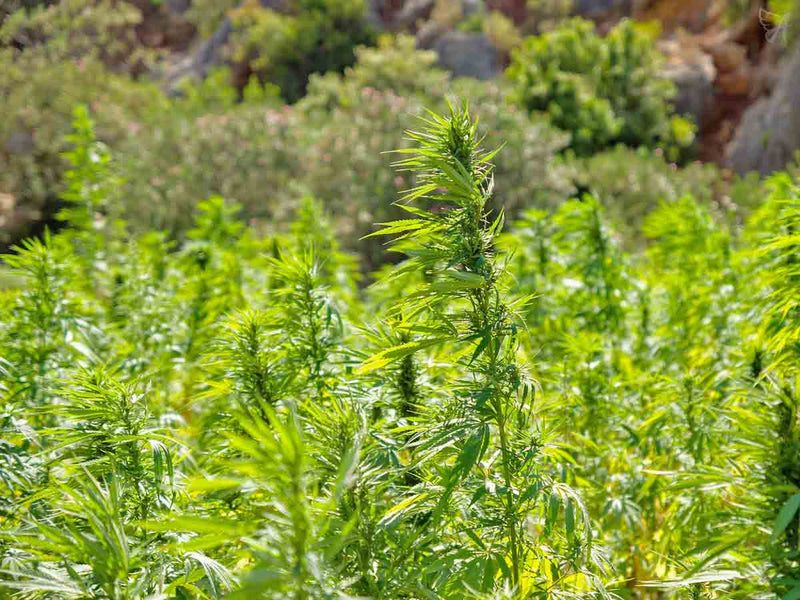 Why Choose Organic CBD Oil
