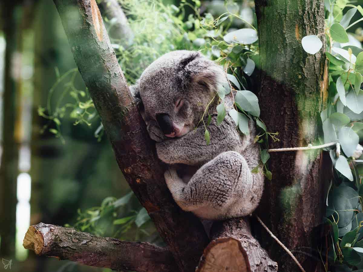 Why Sleep and Recovery are so Important