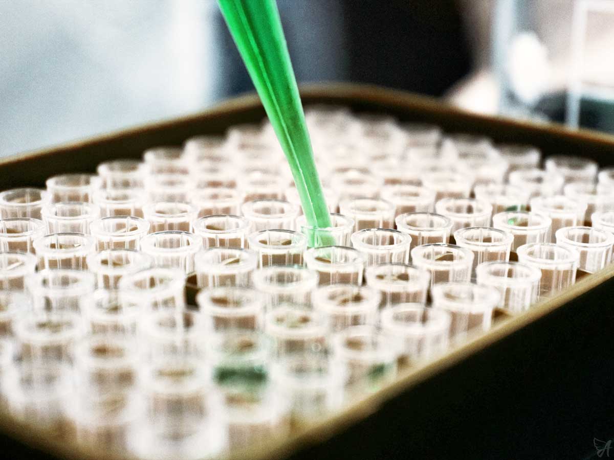 Will CBD Oil Show on a Drug Test