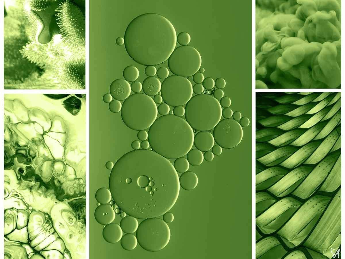 Bioavailability of CBD Products-for the Ageless