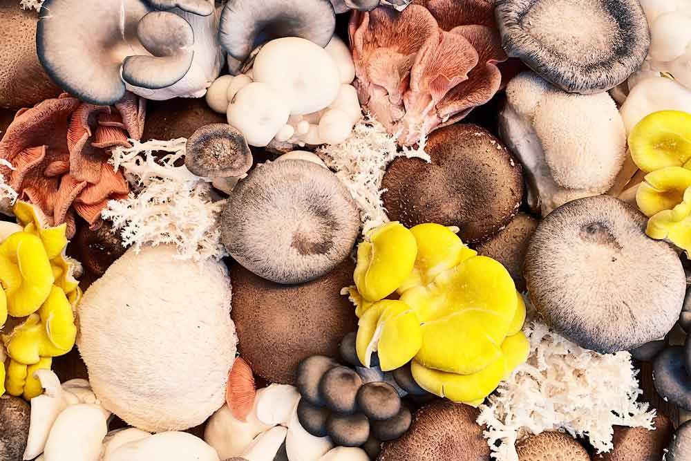 Mushroom supplements