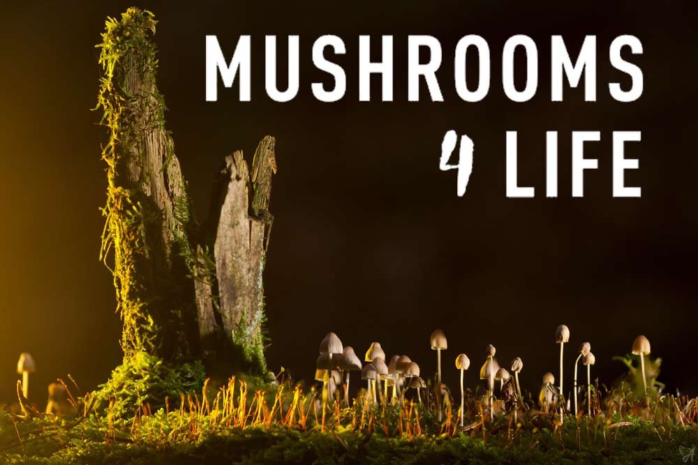 Mushrooms 4 Life