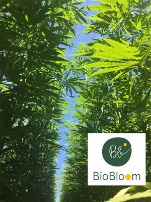 Organic CBD Oil BioBloom